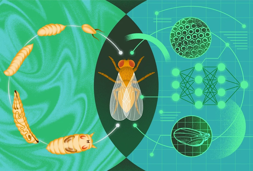 Illustration of a fly with its life cycle represented on its left and a technological background on its right.