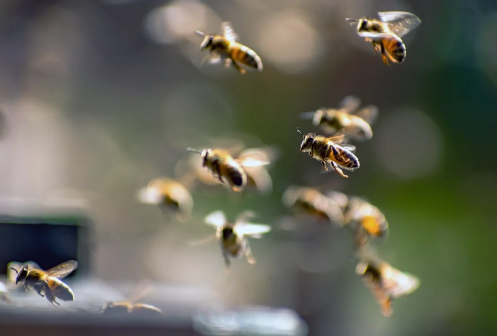 Picture of bees in flight.