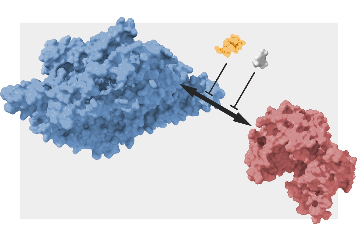 Image of inhibitors that block the interaction of two memory molecules in mice.