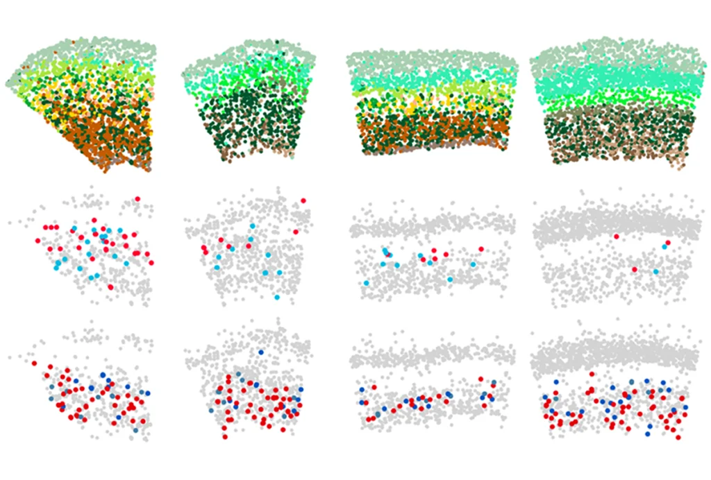 Research image of different interneuron subtypes responding to the absence of pyramidal neurons in the mouse cortex.