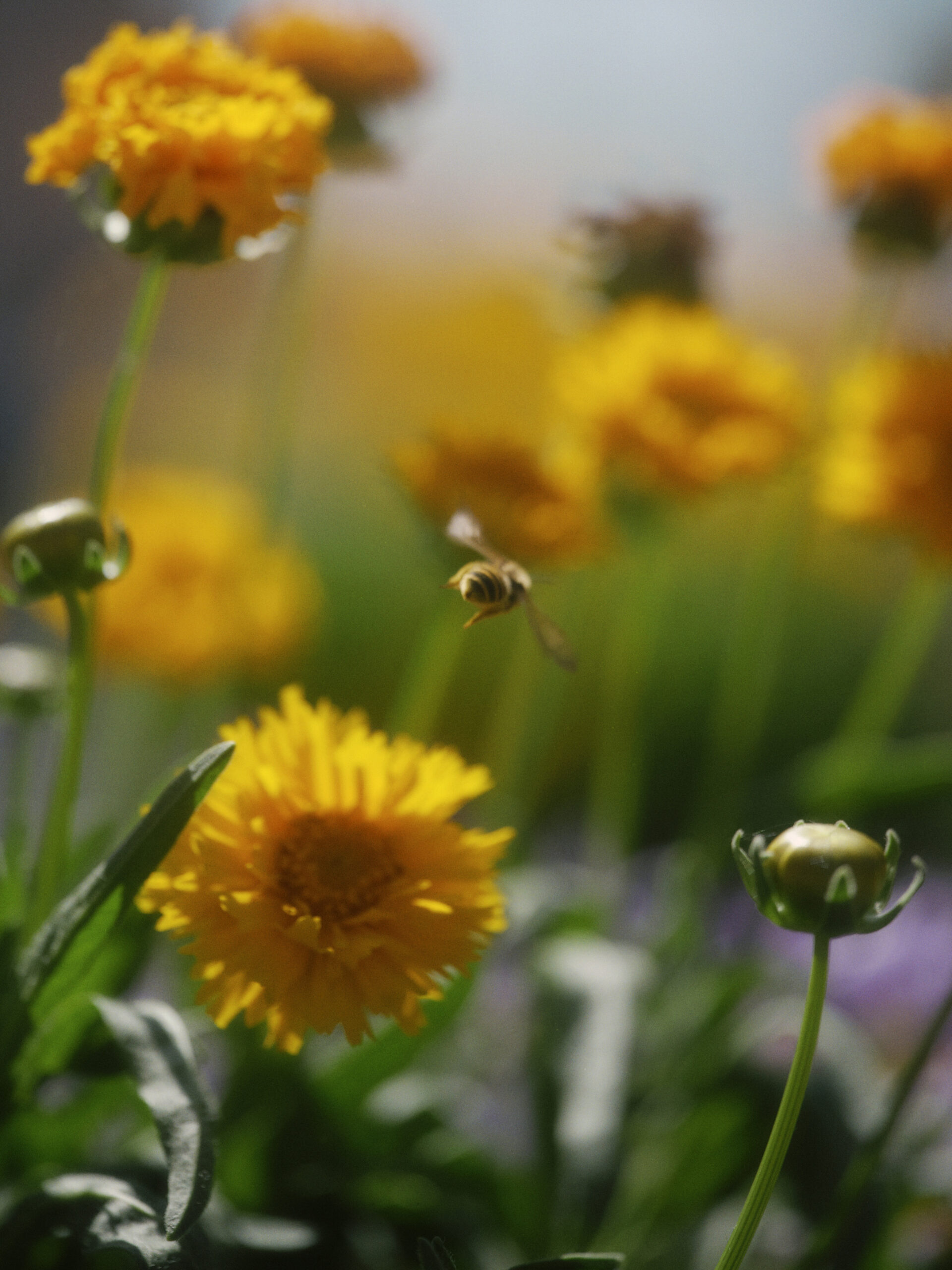 Photograph of a bee flying between deep-yellow flowers.