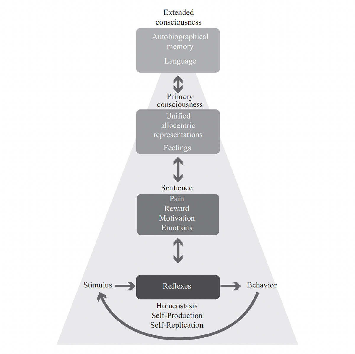 The Pyramid of Human Consciousness. Note that at the base are the fundamental mechanisms of molecular self-replication, cellular self-production, and homeostasis. At a higher level, behavior generates new stimuli that contribute to the system’s dynamics and to conscious content. Primary consciousness refers to the capacity to generate unified, allocentric representations, while extended consciousness refers to self-reflection and metacognition, especially through language. Sentience, or the subjective experience of perceptions, remains as the most enigmatic aspect of consciousness and permeates our mental experiences at all levels.