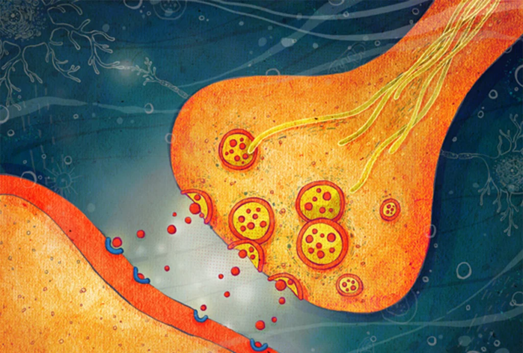 Illustration of a Synapse.