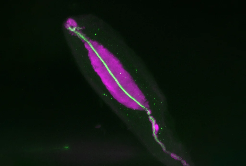 Research image of a Pacinian corpuscle in a mouse.