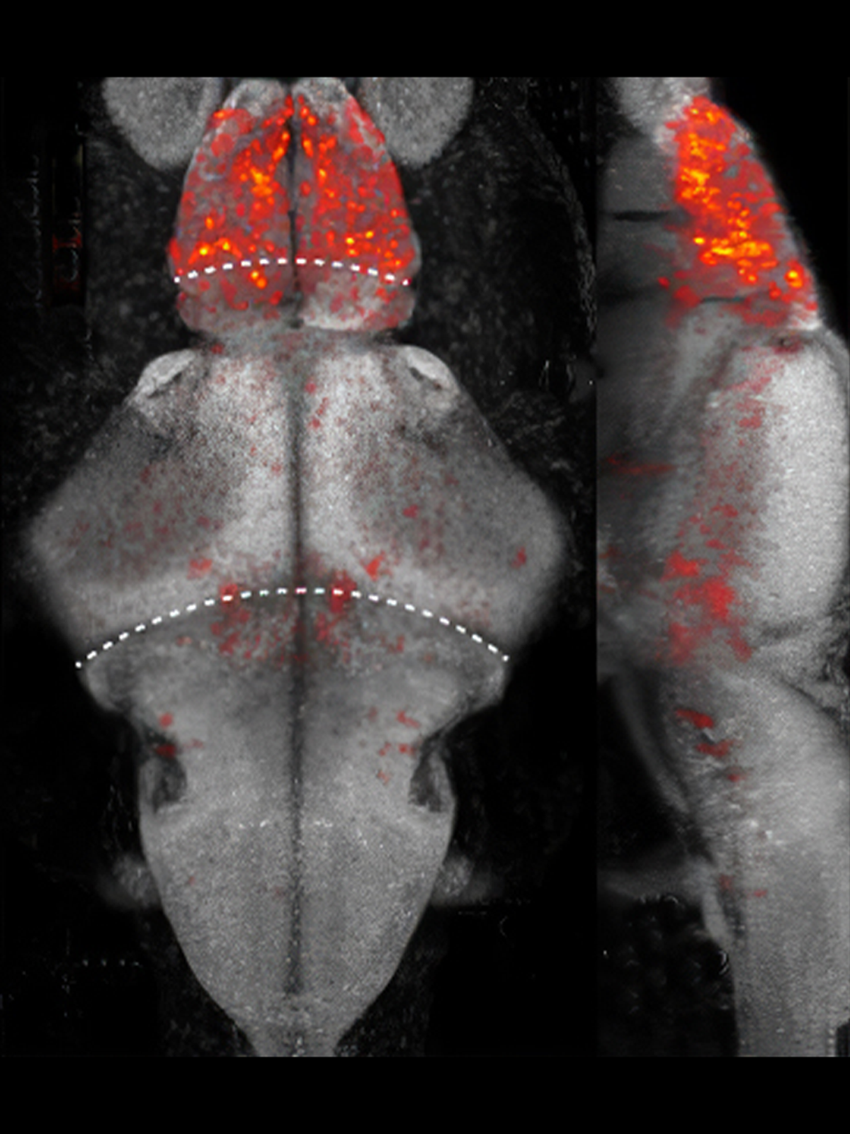 Research image of place cells plotted onto a reference zebrafish larva brain.