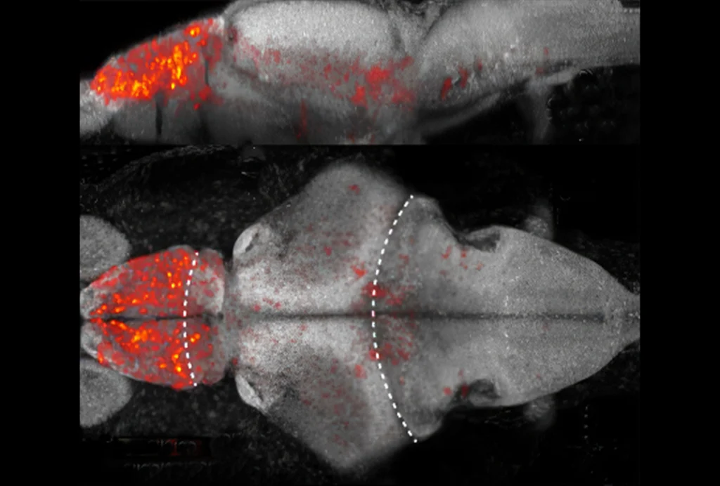 Research image of place cells plotted onto a reference zebrafish larva brain.