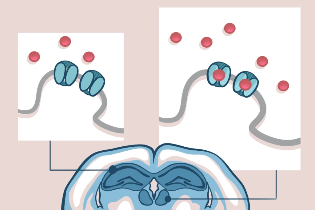 Illustration of ketamine blocking open ion channels in active NMDA receptors, quieting the cells and disrupting downstream signaling involved in depression.