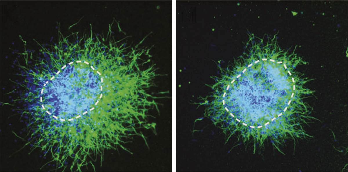 Research image of neurons.