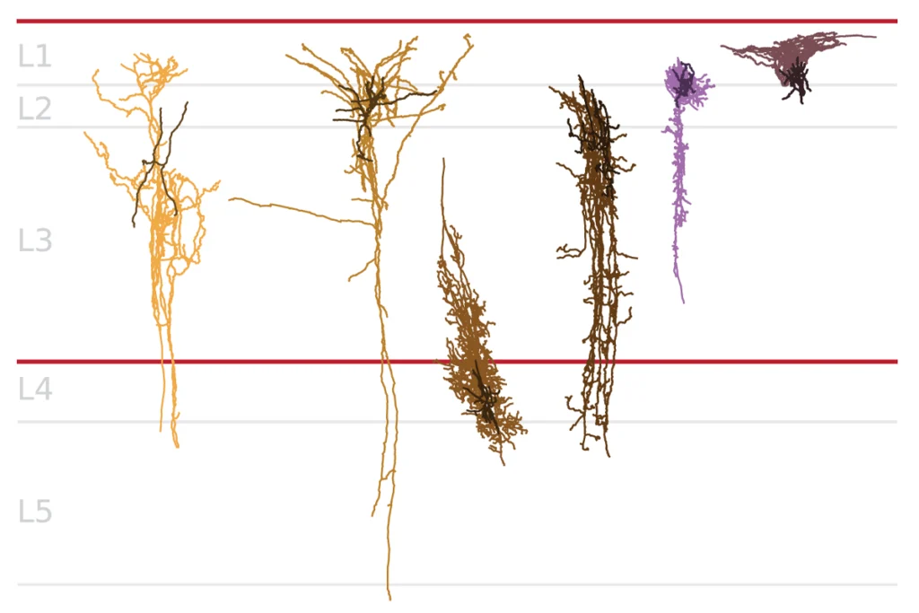 Six different neurons.