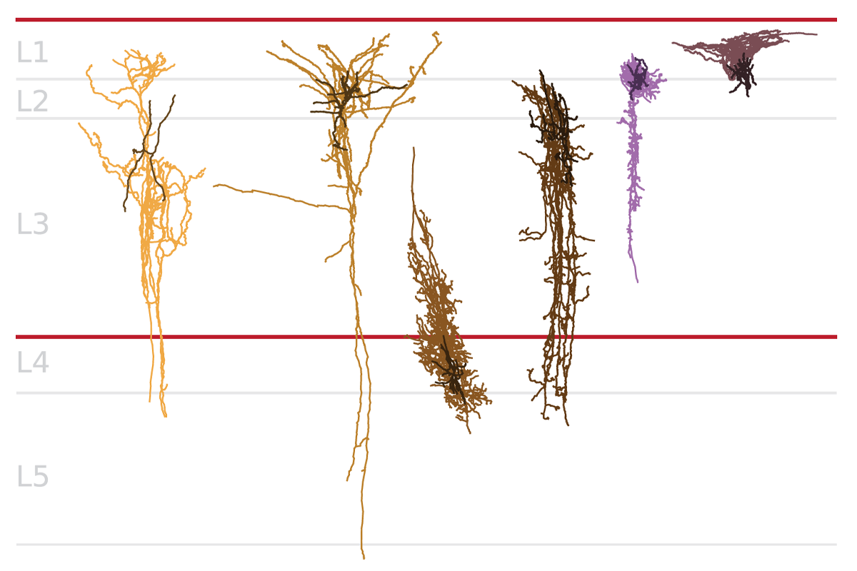 Sox different neurons.