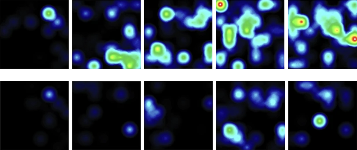 Research image of neuronal firing in cultured cells.