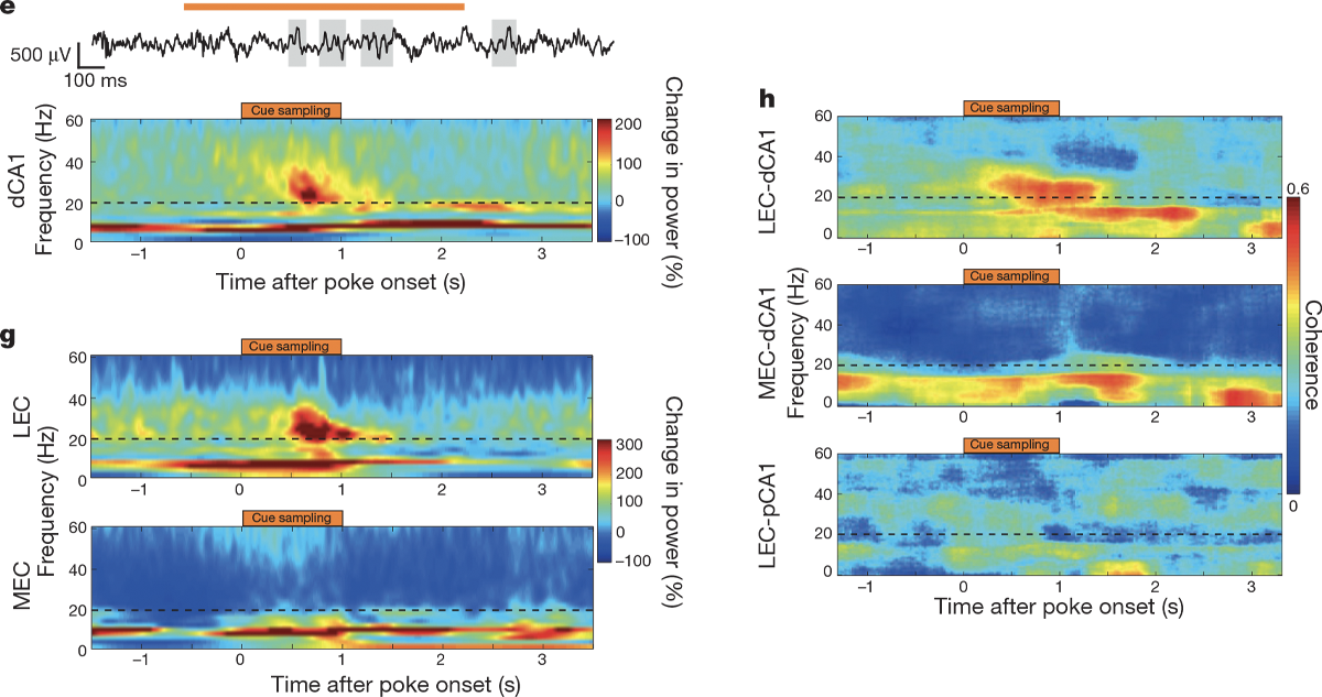 Figures 1e, 1g and 1h from Coordination of entorhinal-hippocampal ensemble activity during associative learning, by Igarashi et al (2014).