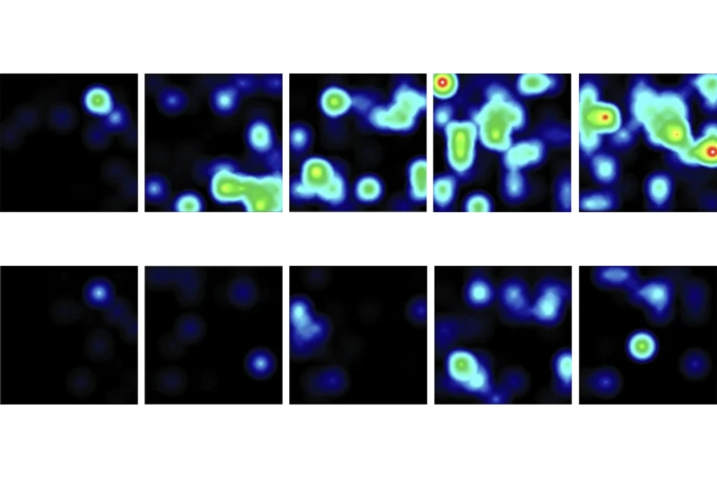 Research image of neuronal firing in cultured cells.