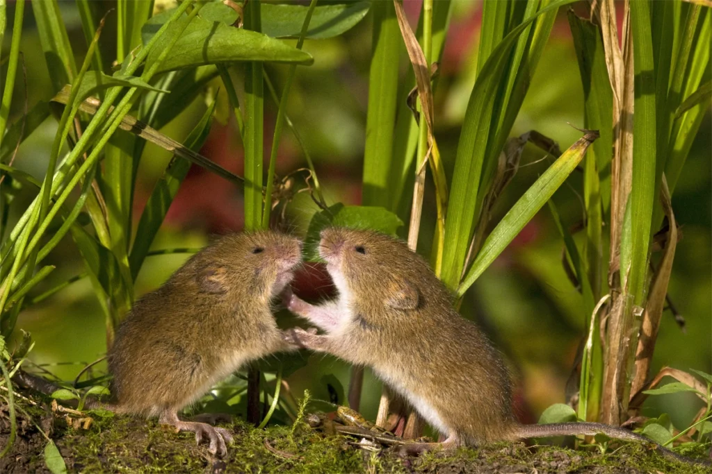 Two mice fighting.