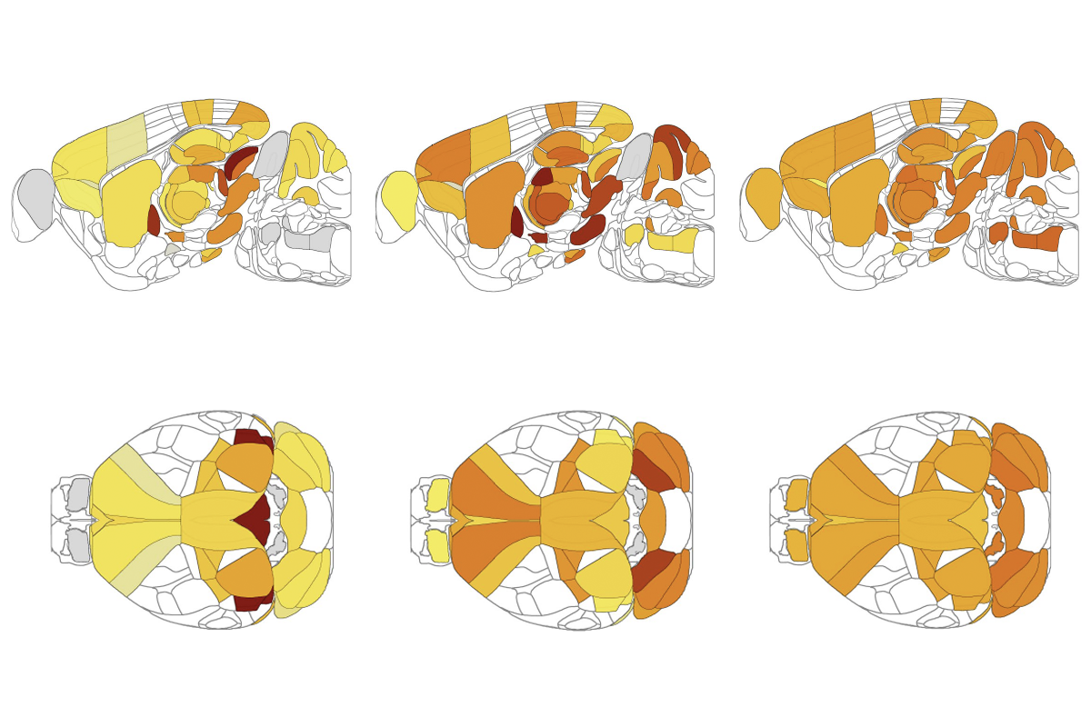 Research image of mouse brain scans.