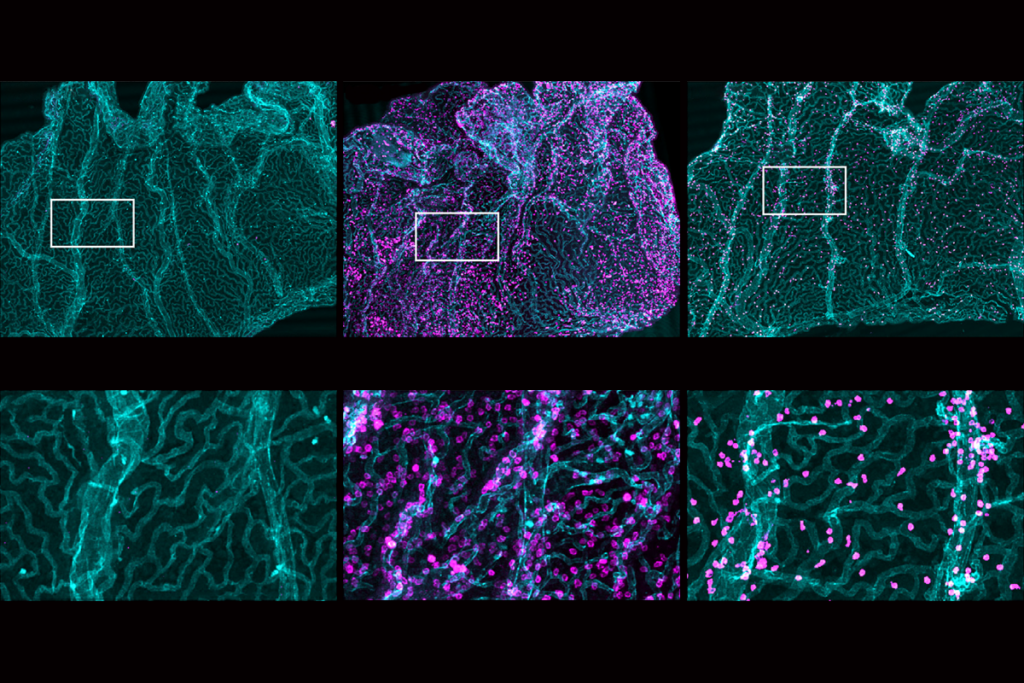 Research image of mouse cells.