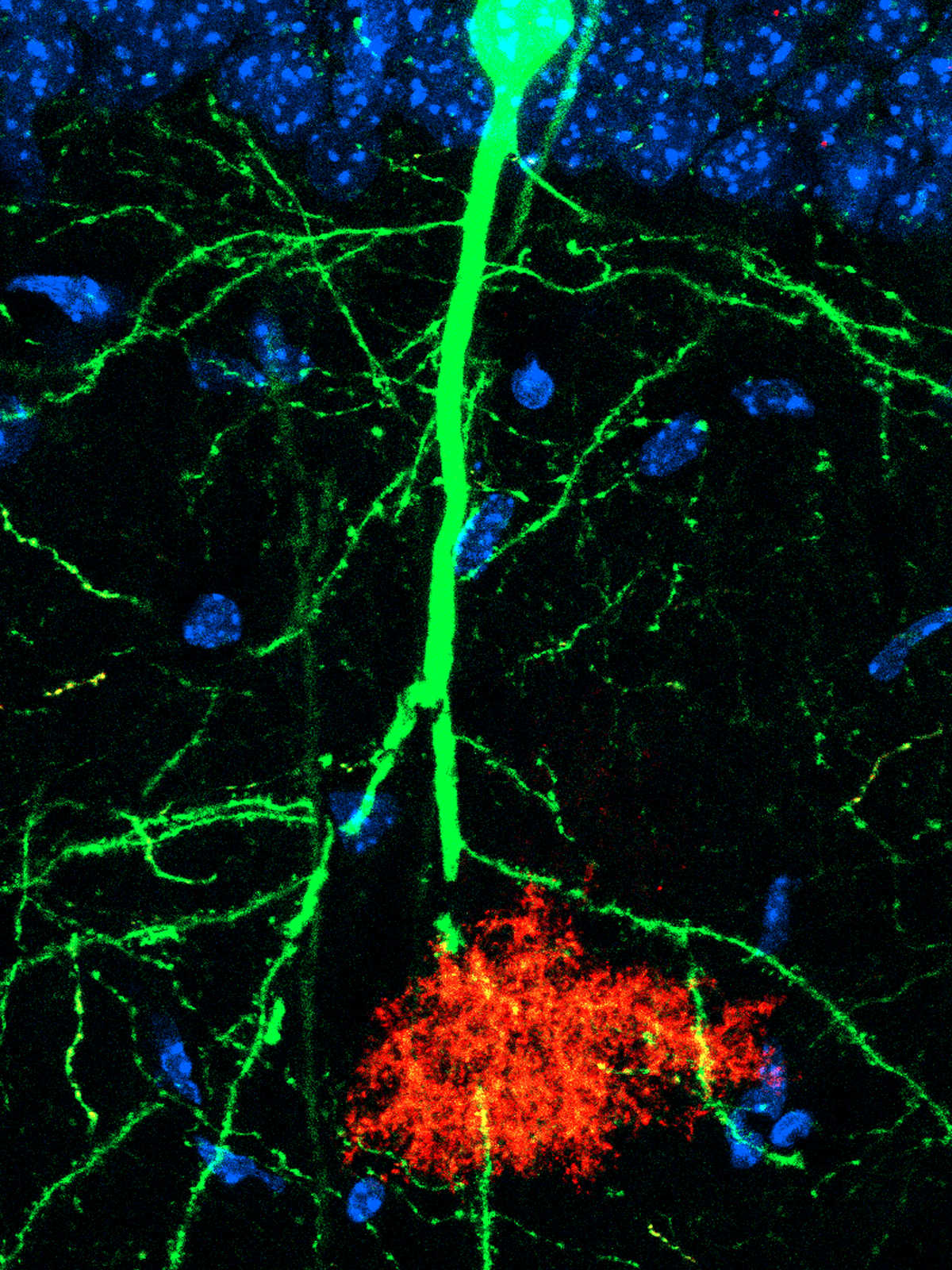 Research image of astrocytes in red activating alongside neurons in green in response to specific fear memories in mice.