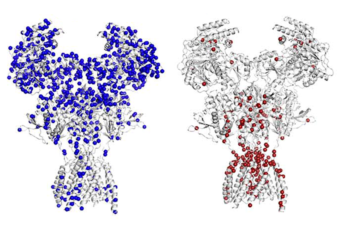 Research image of the NMDA receptor in humans.