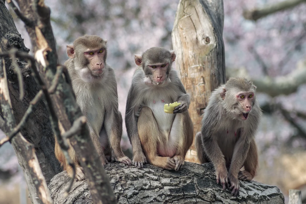 Three rhesus macaque monkeys.