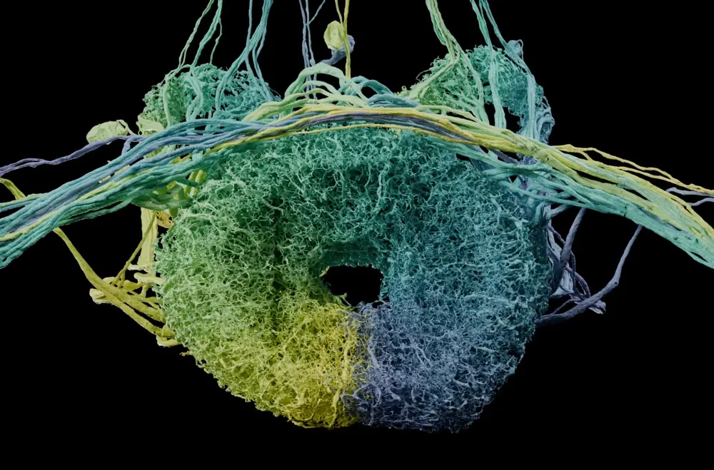 A 3D reconstruction of 50 different EPG neurons within the part of the fruit fly’s brain that controls navigation.