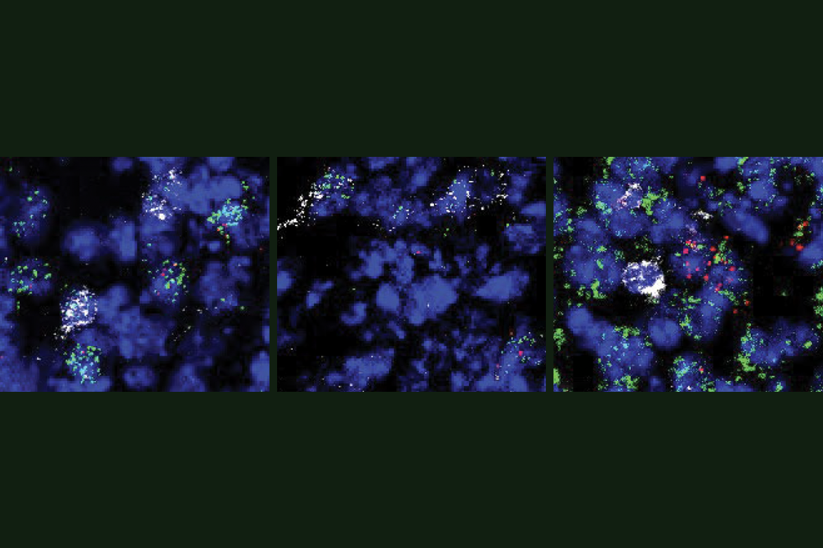 Research image of brain circuits