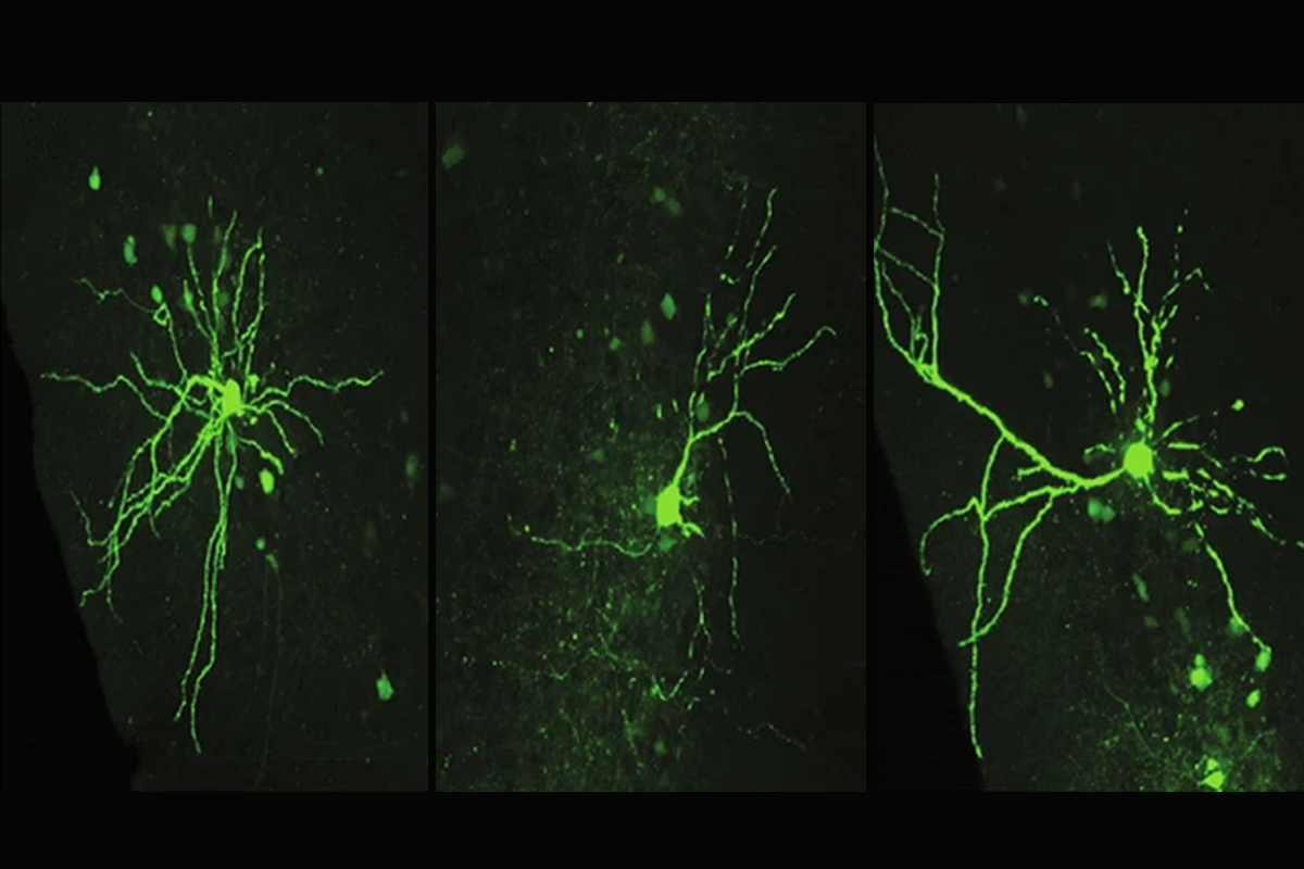 Research image of mouse neurons.