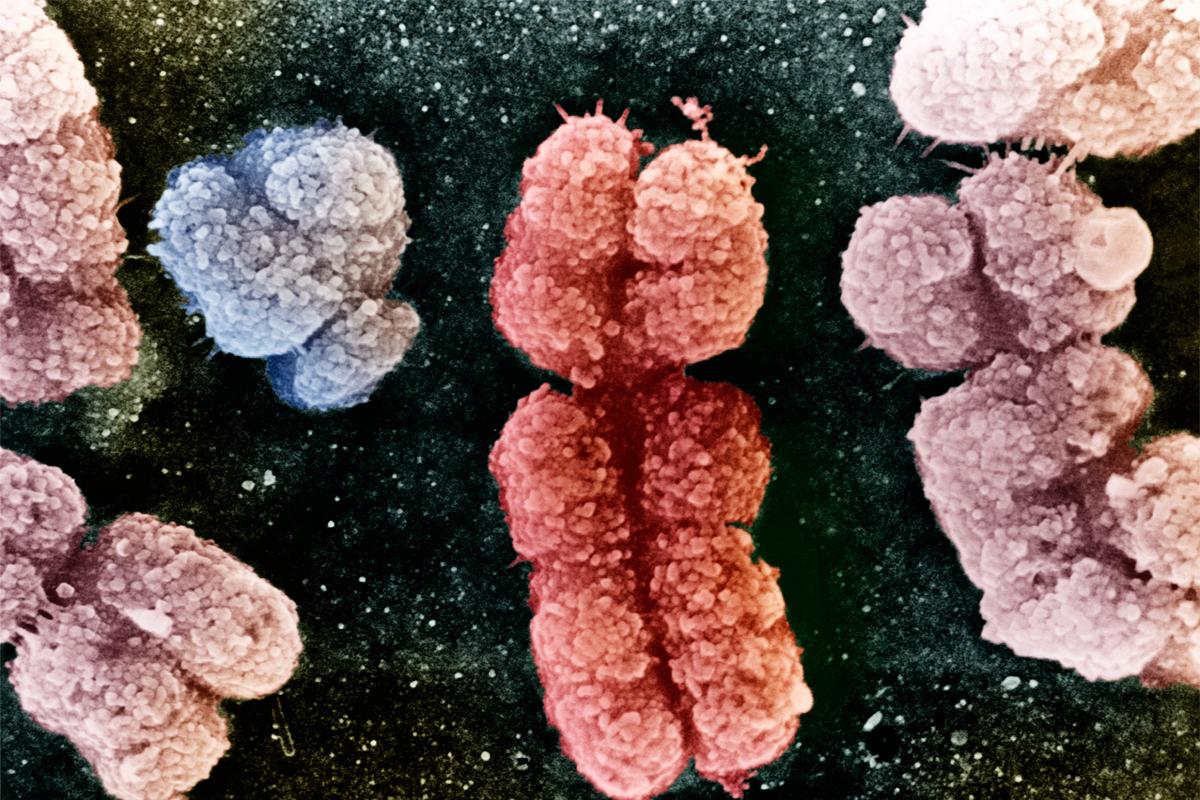 Human X and Y chromosomes.