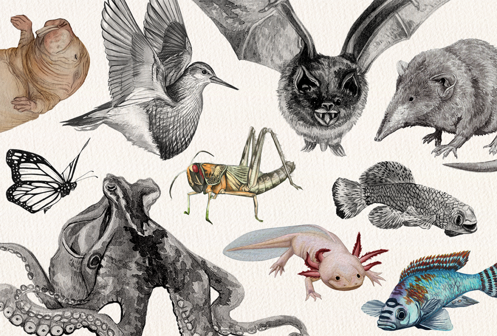 Illustration of a shrew, sandpiper, locust, axolotl, monarch butterfly, African killifish, naked mole rat, octopus, bat and cichlid.