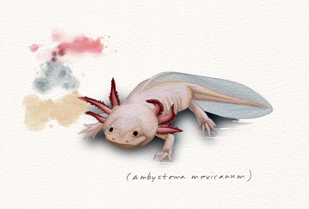 Sketch of an Axolotl.