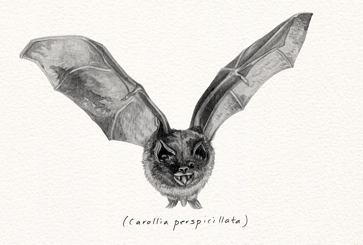 Sketch of a bat.