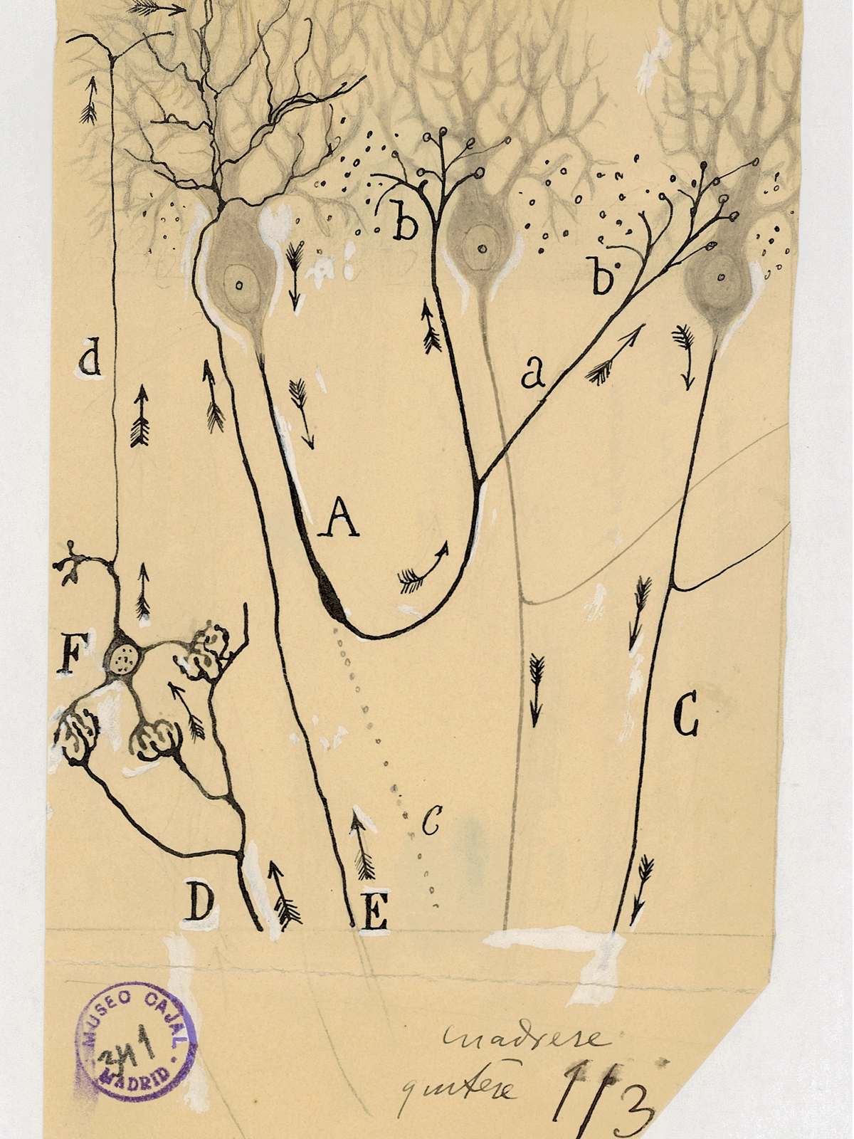 Drawing by Santiago Ramón y Cajal of a hypothesis for how signals travel through neurons.