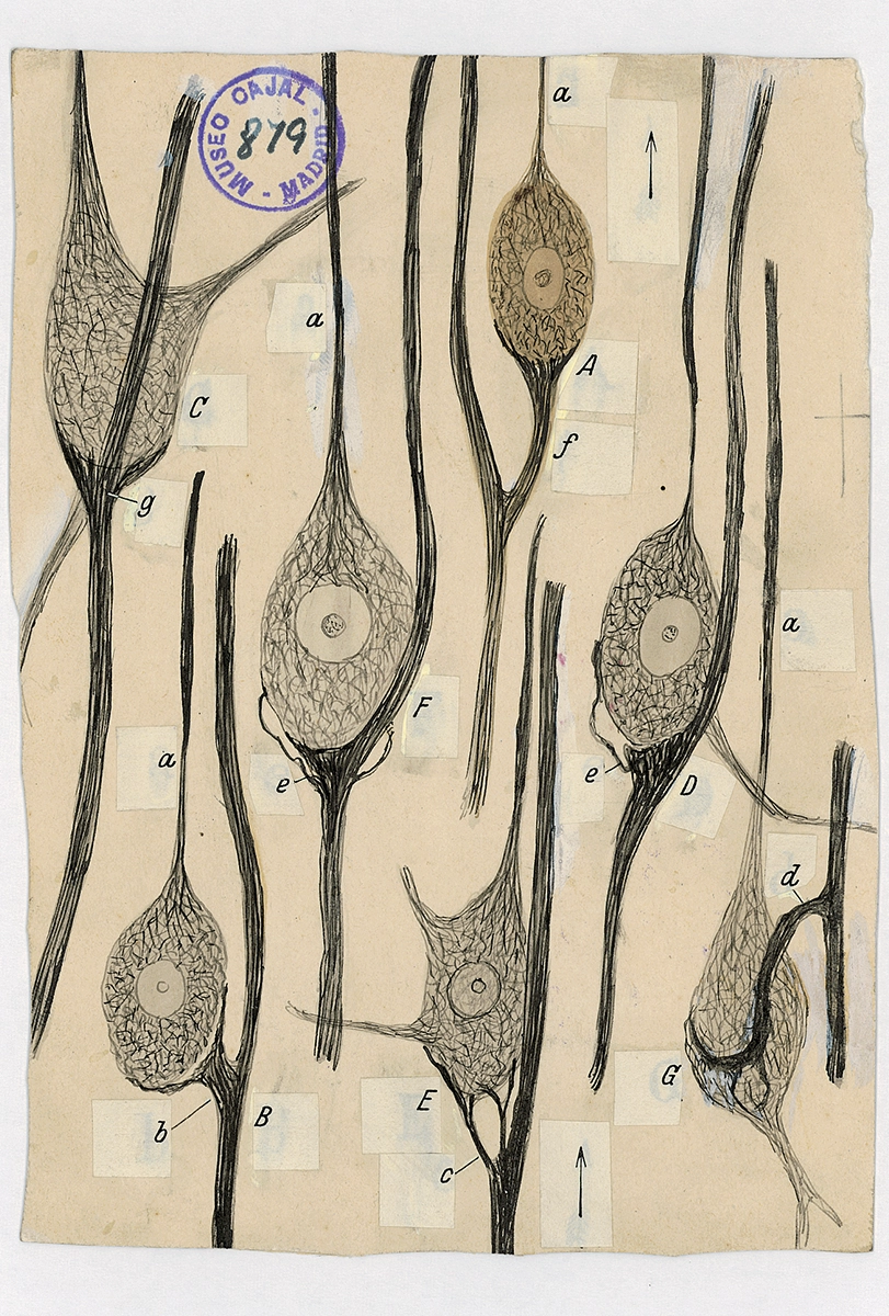 Hand drawing of neurons with various parts labeled by letter.