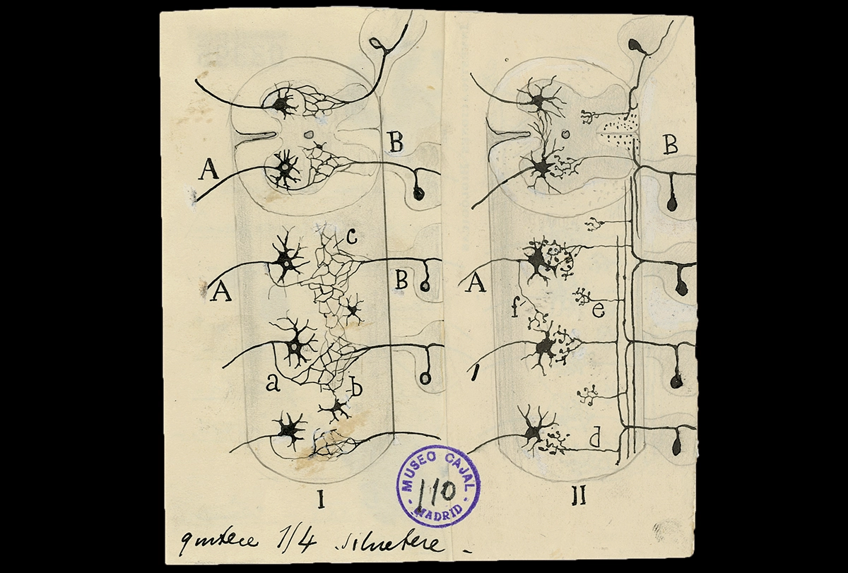 Drawing by Santiago Ramón y Cajal of different theories of neuronal organization.