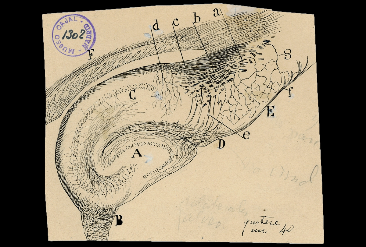 Drawing by Santiago Ramón y Cajal of the structure of the hippocampus.