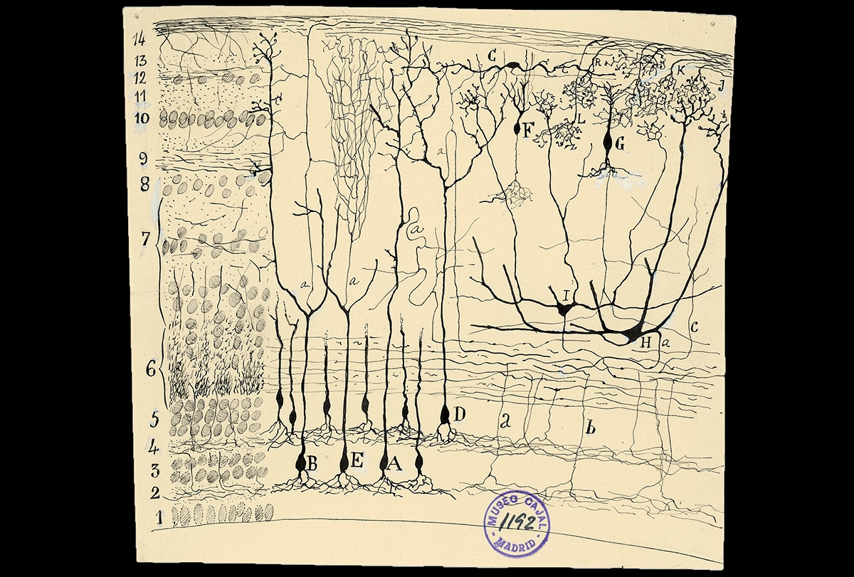 Drawing of a reptile’s optic lobe by Santiago Ramón y Cajal.