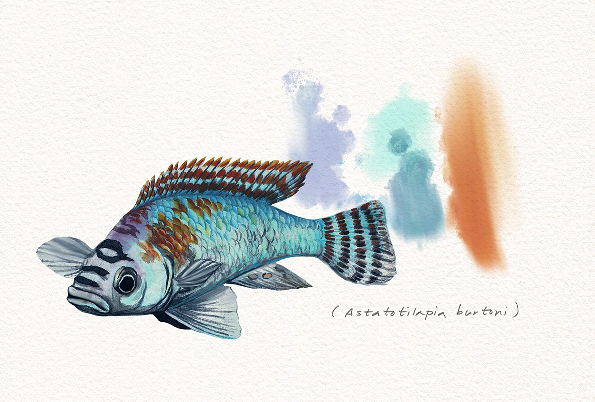 Sketch of a cichlid.