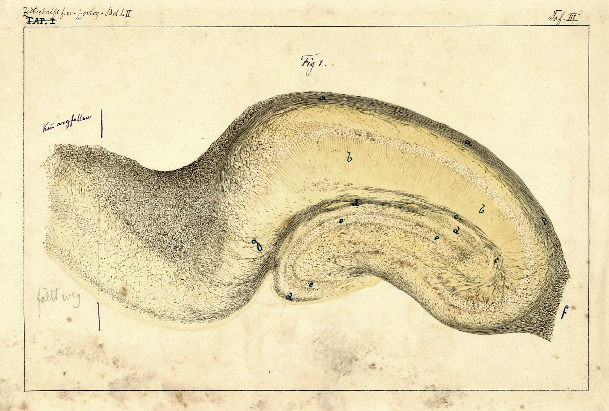 Drawing by Camillo Golgi of the structure of the hippocampus.