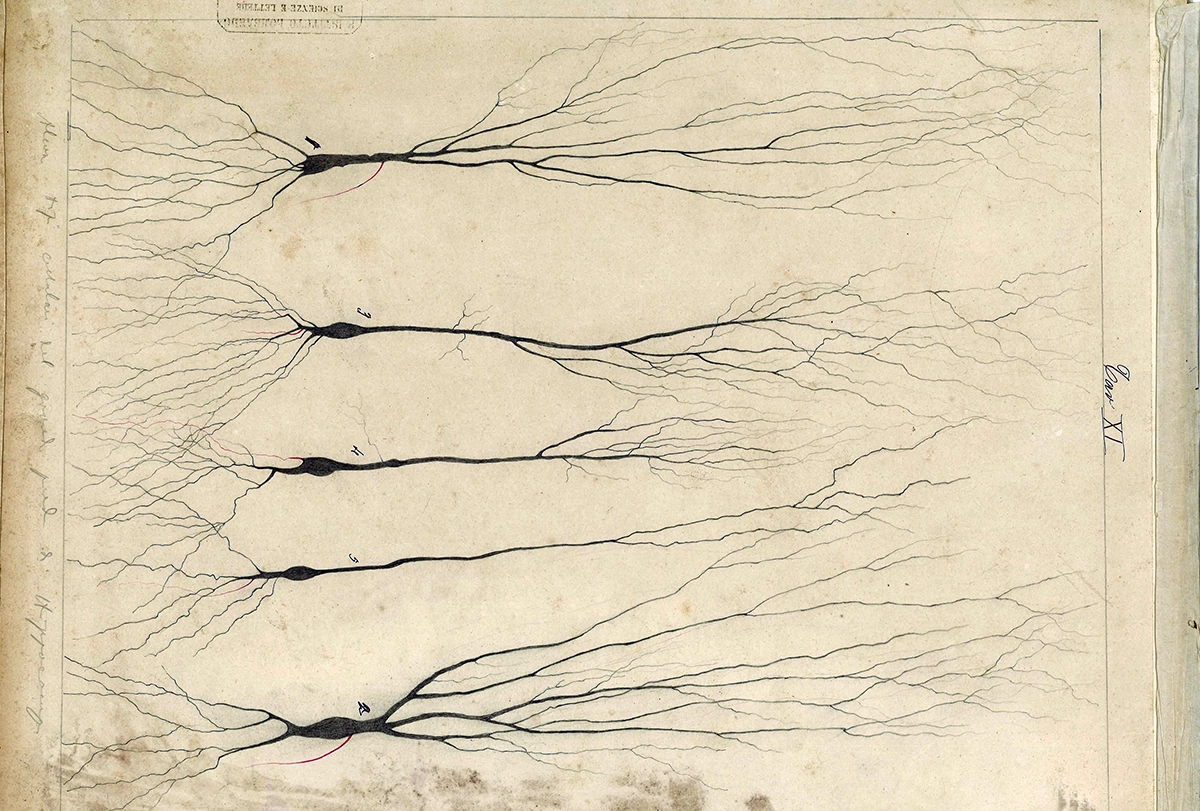 Diagram of neuronal tissue with numbered cells by Camillo Golgi.