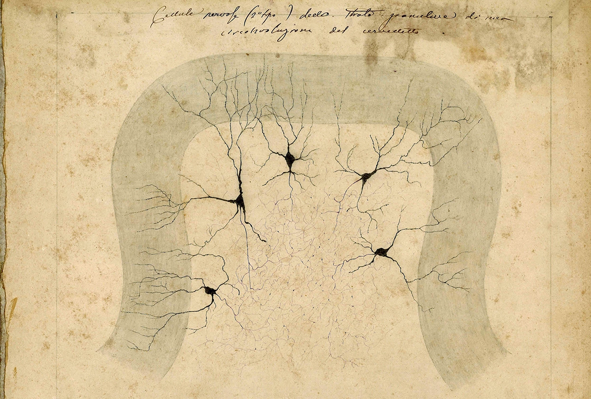 Sketch by Camillo Golgi of neuronal structure.