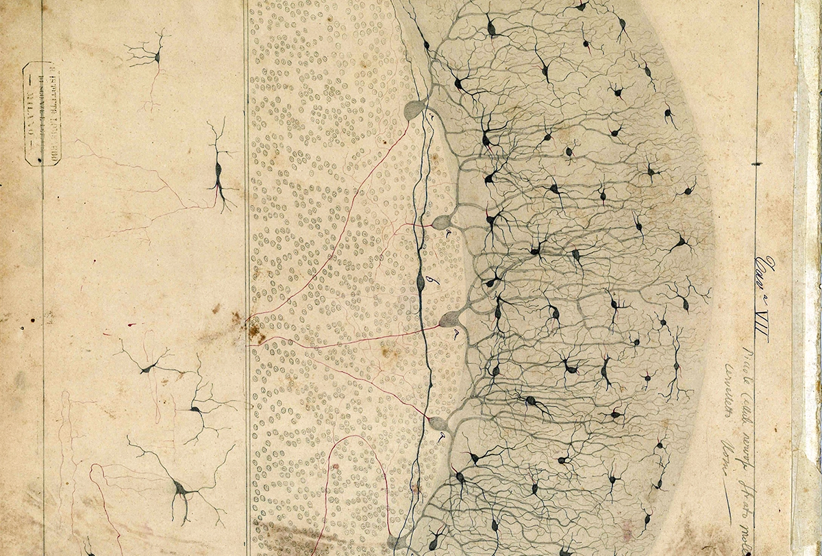 Drawing of the cerebellum by Camillo Golgi.