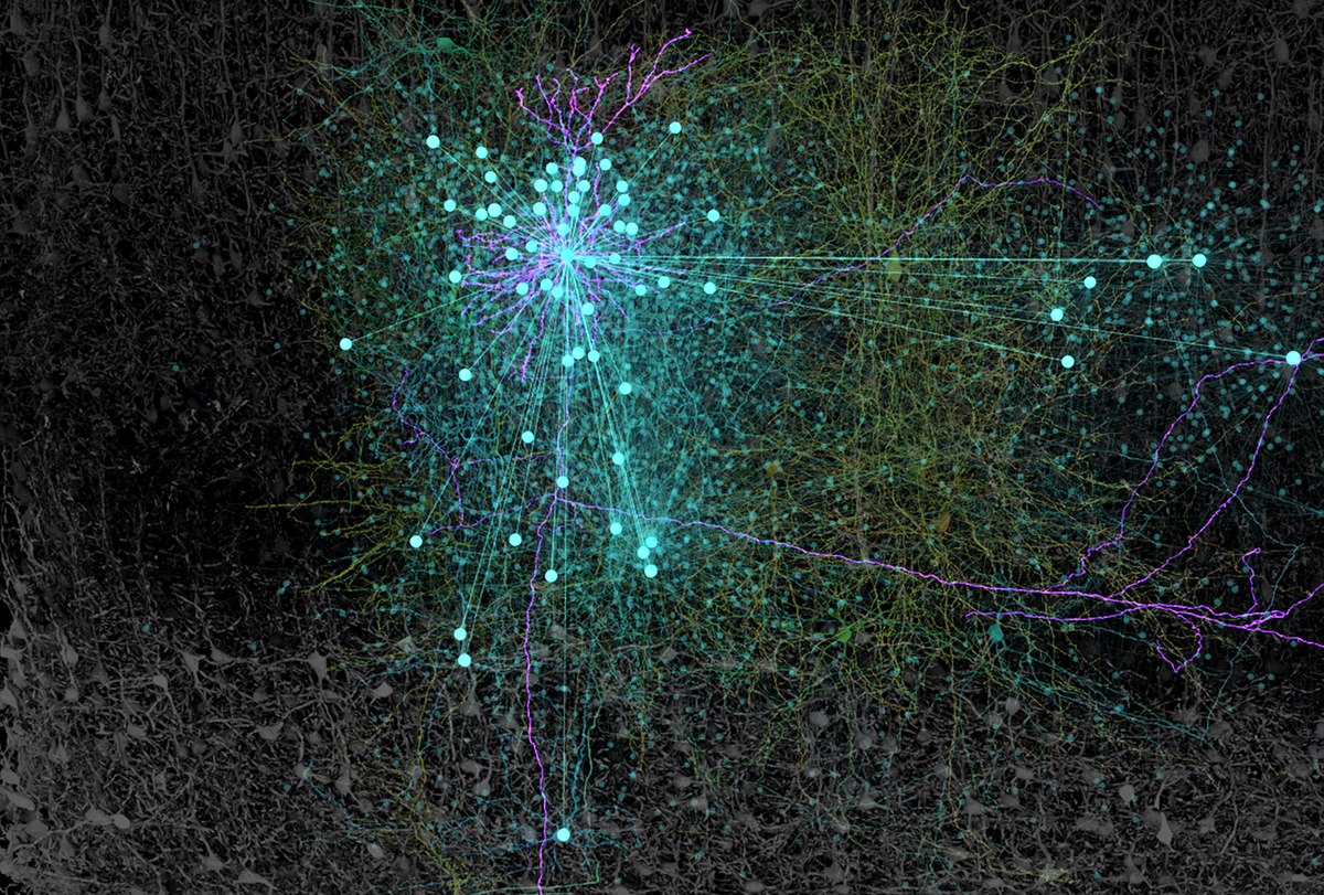 High-resolution image of interconnected brain cells highlighted in magenta and blue.