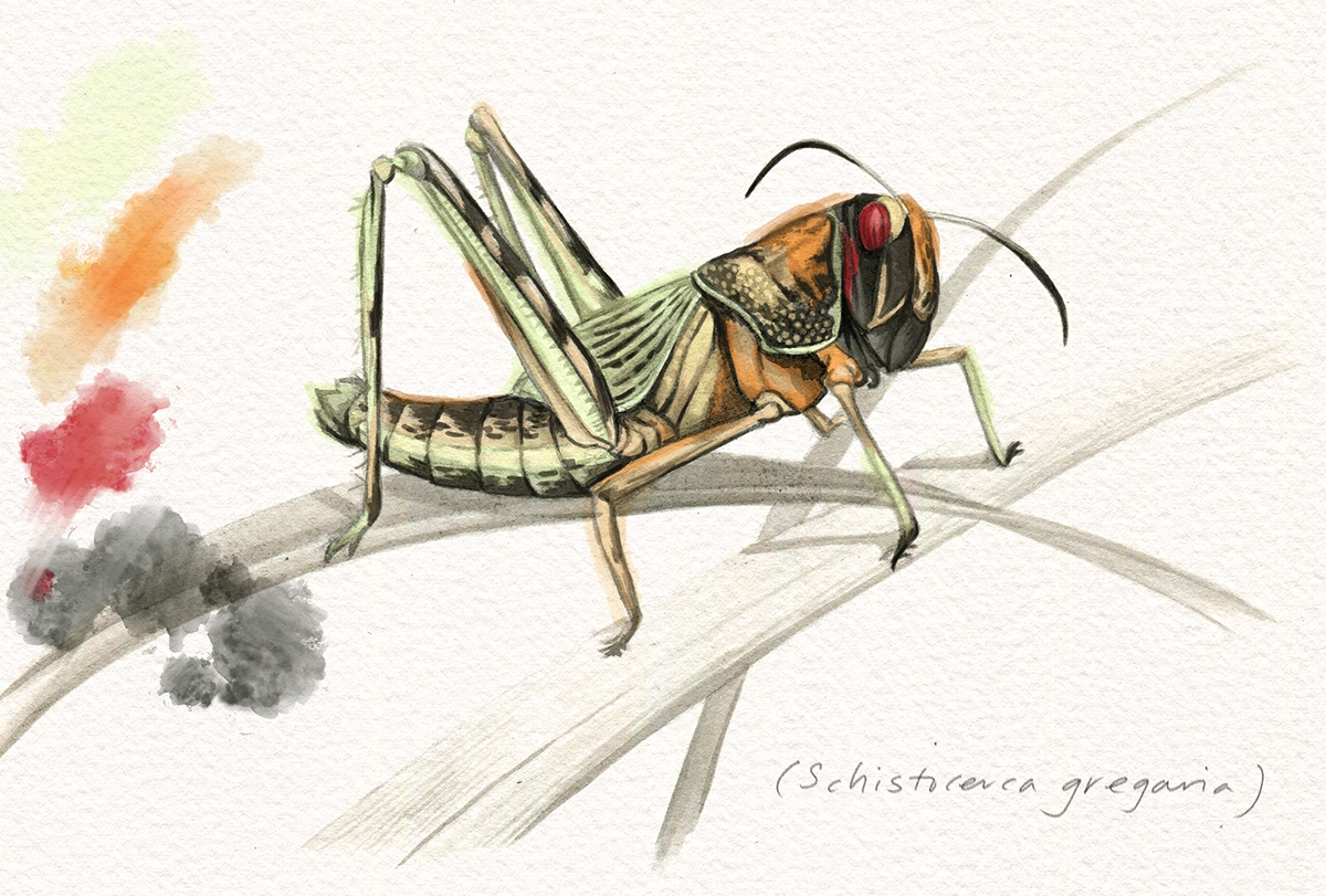 Sketch of a locust.