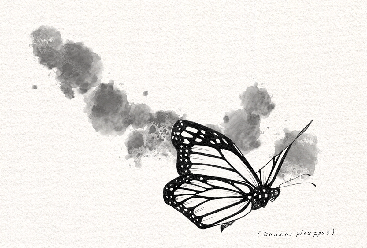 Sketch of a monarch butterfly.