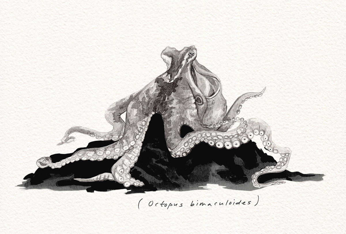 Sketch of an octopus.