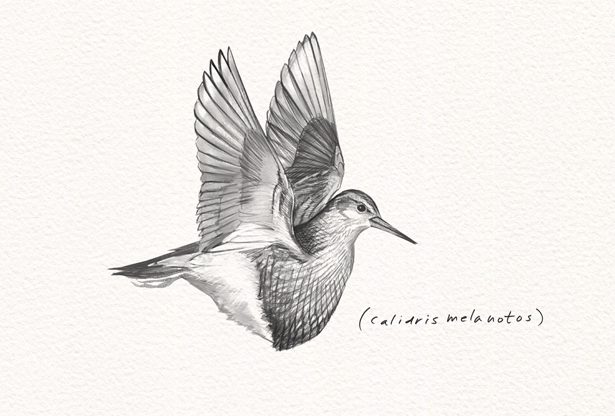 Sketch of a sandpiper.