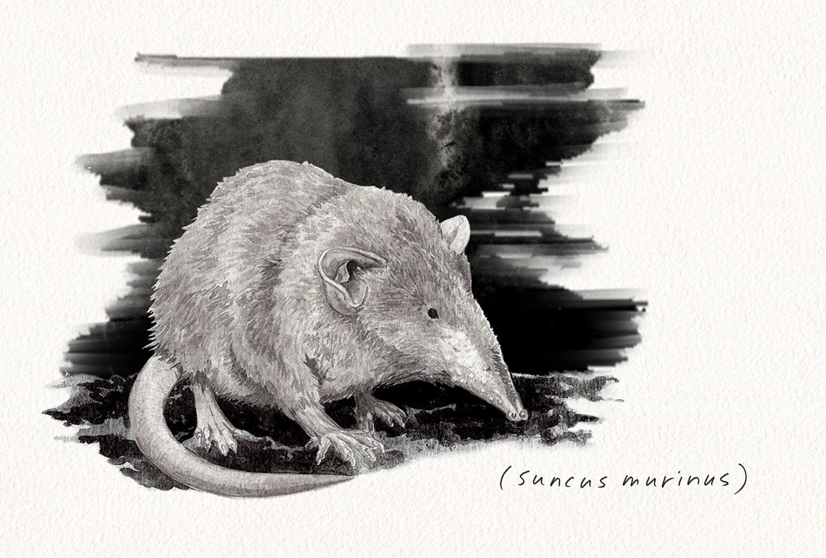 Sketch of a shrew.