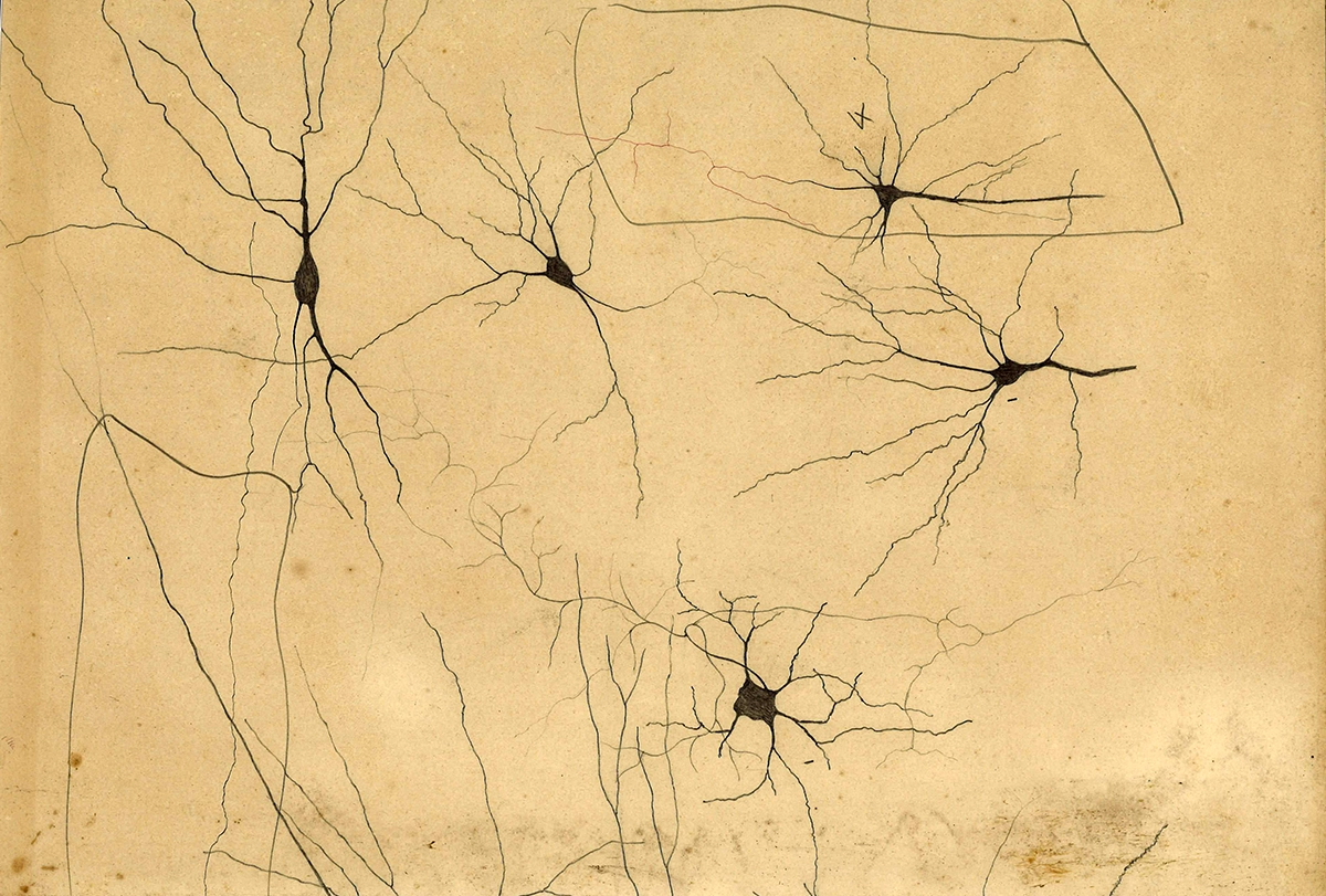 Drawing of discrete neurons by Camillo Golgi.