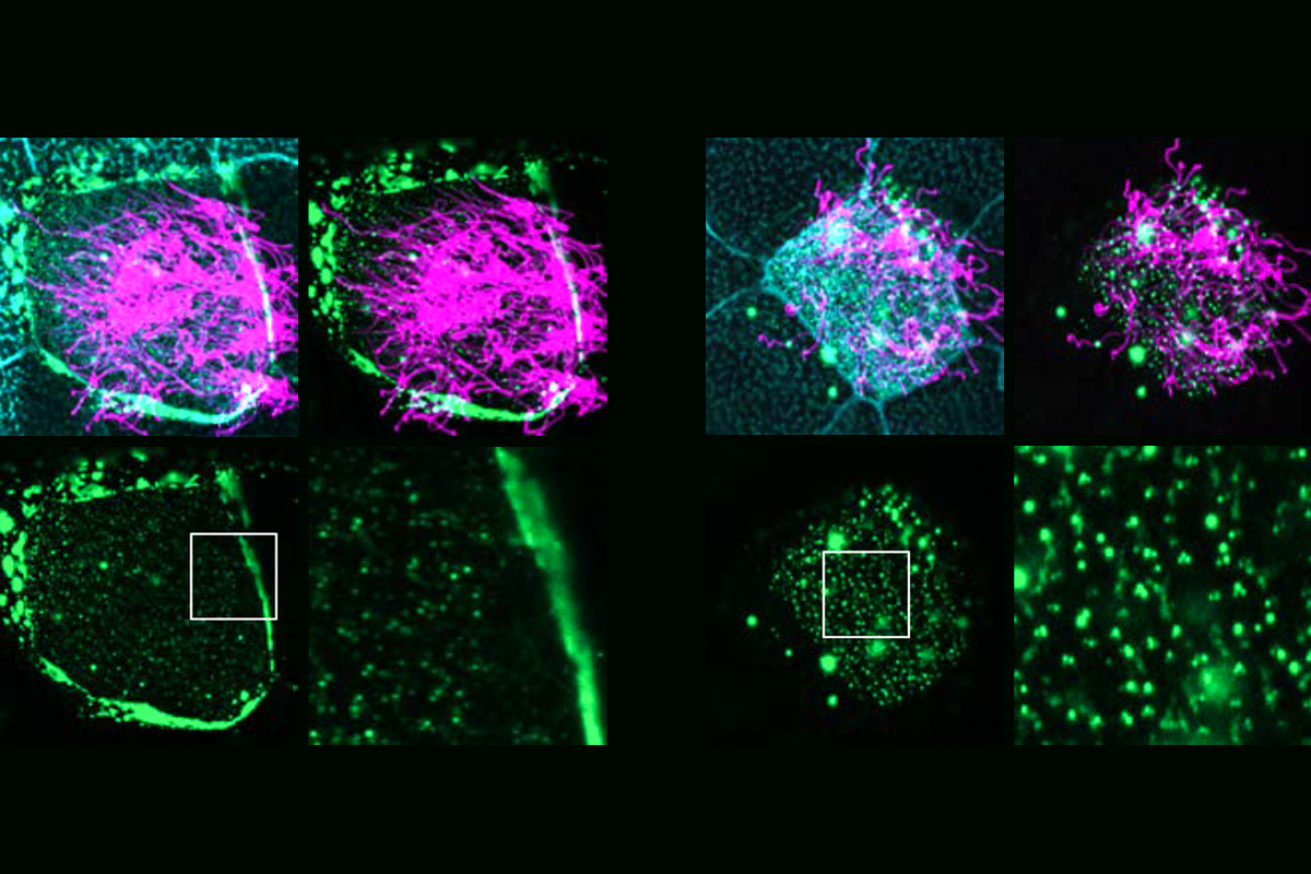 Research image of frog cells.