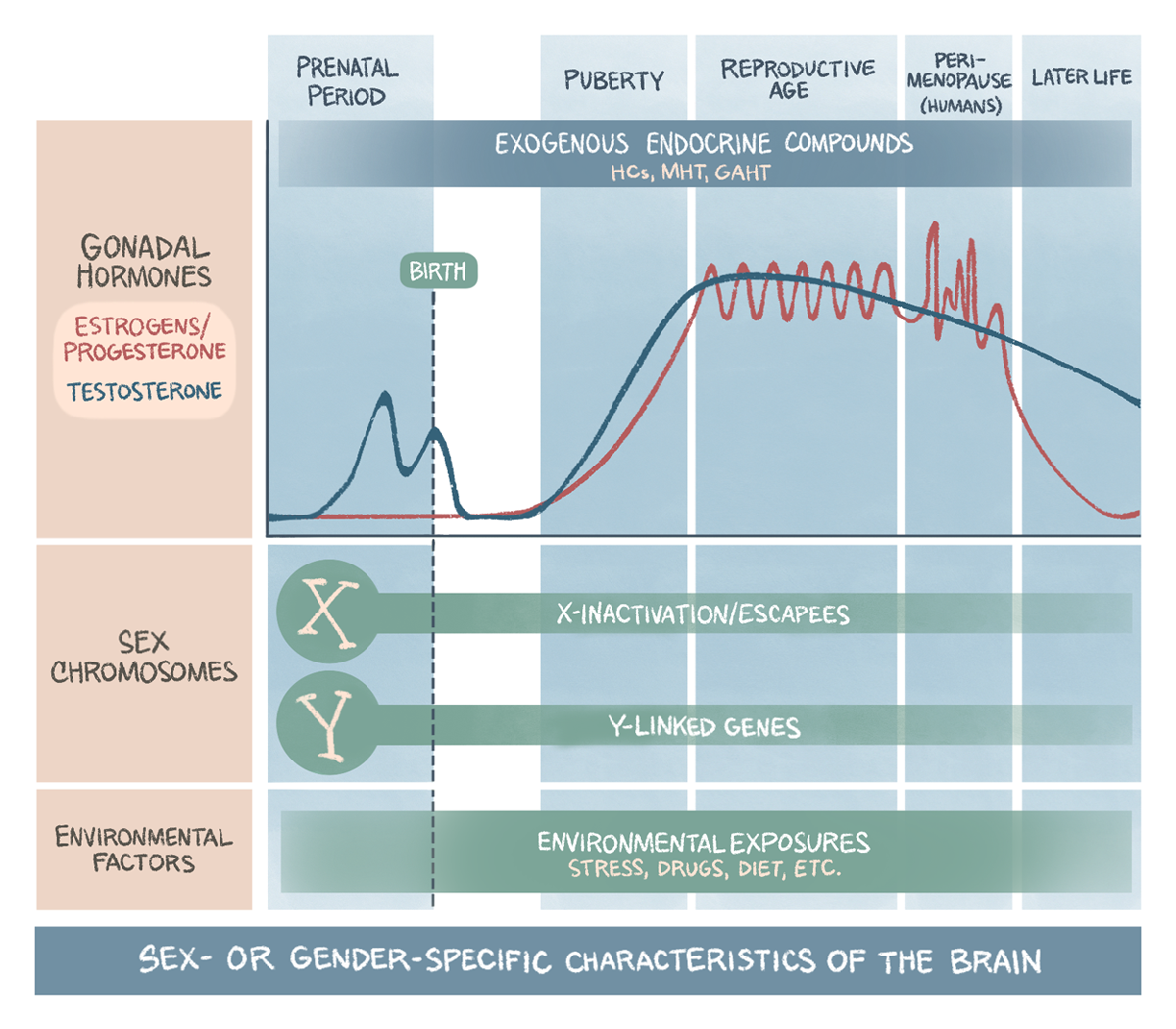 Illustrated graphic of sex-related factors across the lifespan.