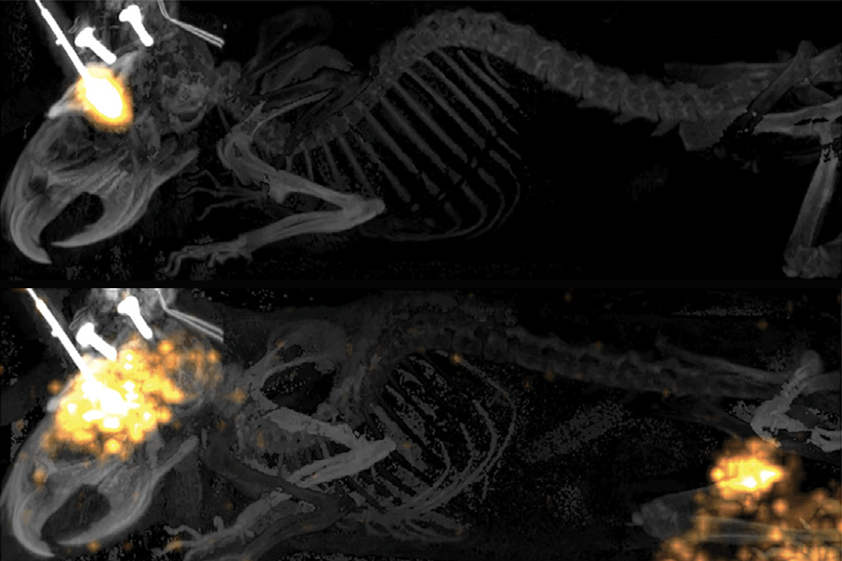 Research image of glymphatic flow in sleeping mice.